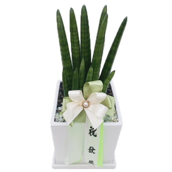 스투키(테이블용)