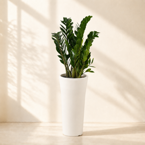 금전수