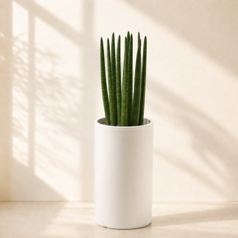 스투키